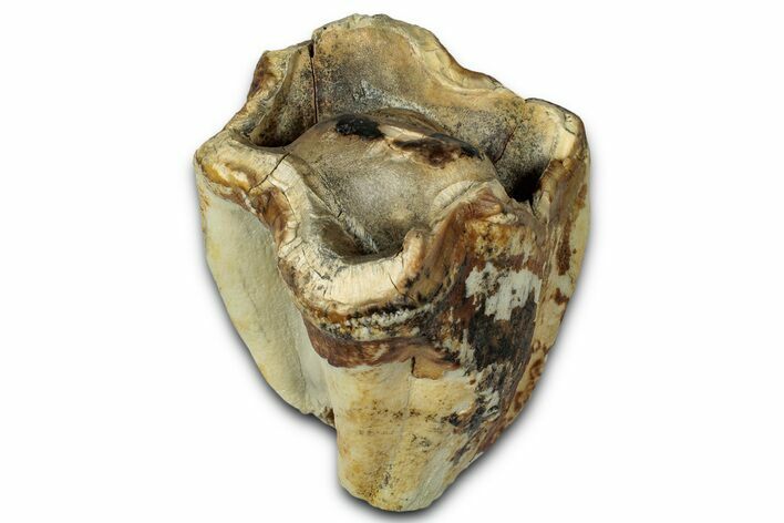 Fossil Woolly Rhino (Coelodonta) Tooth Crown - Siberia #330942